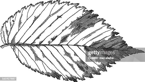 bildbanksillustrationer, clip art samt tecknat material och ikoner med elm leaf - alm