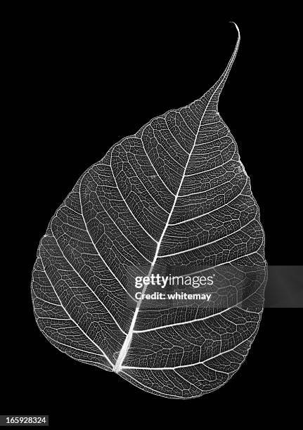leaf skeleton - leaf vein skeleton stock pictures, royalty-free photos & images