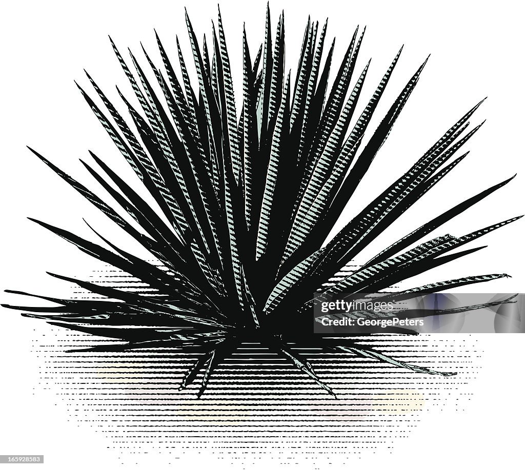 Blue Agave Isolated On White