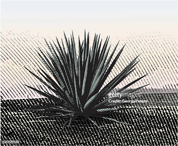 blue agave - yucca stock illustrations