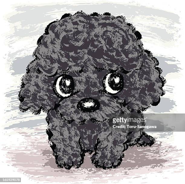 stockillustraties, clipart, cartoons en iconen met black poodle puppy - black poodle