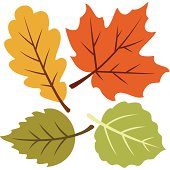 Vector illustration of four autumn leaves