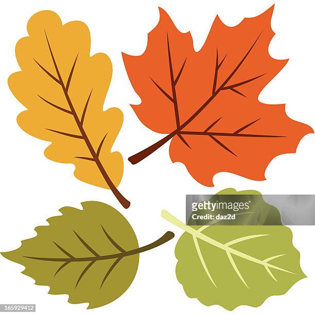 vector illustration of four autumn leaves - maple tree stock illustrations