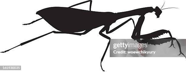 165点のカマキリイラスト素材 Getty Images 165点のカマキリイラスト素材 Getty Images