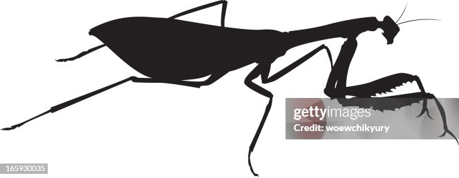 Mantis Vector High-Res Vector Graphic - Getty Images