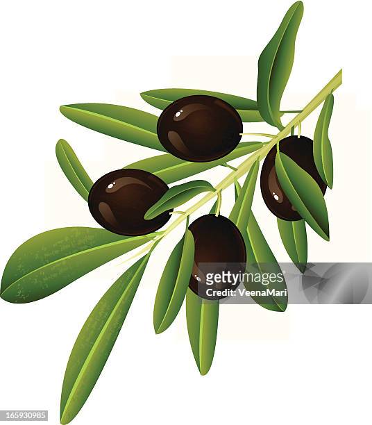 schwarze olive branch - green olive fruit stock-grafiken, -clipart, -cartoons und -symbole