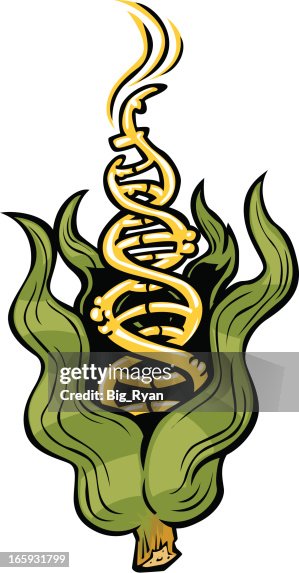Gmo corn dna Gmo corn dna