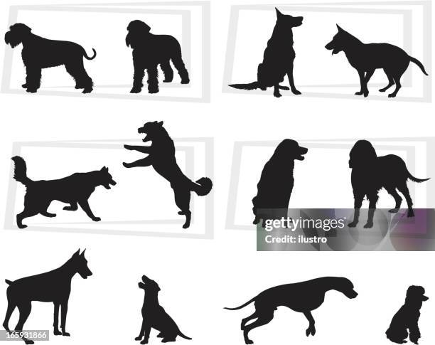dogs - giant schnauzer puppy stock illustrations