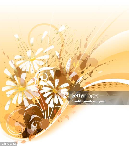 Image Daisy Exploding White Daisy Background Photos and Premium High Res Pictures - Getty Images