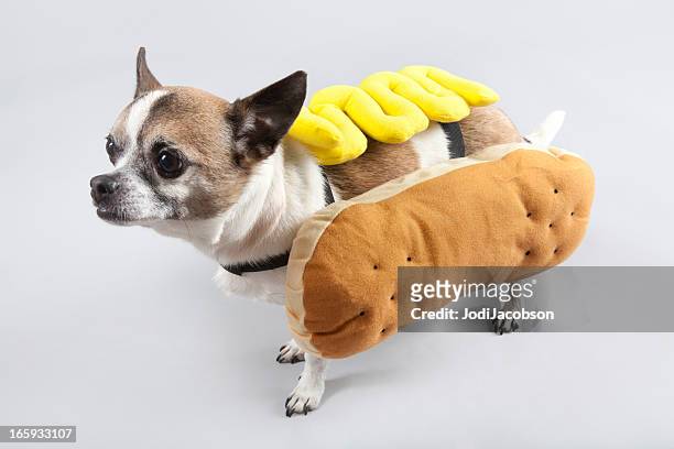 hot diggity dog for halloween - animal themes stock pictures, royalty-free photos & images