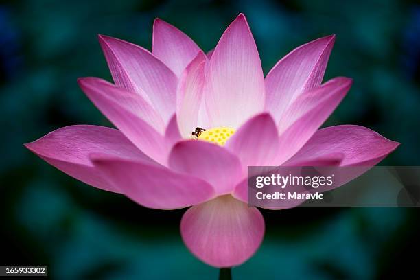 Lotus Bug Photos and Premium High Res Pictures - Getty Images