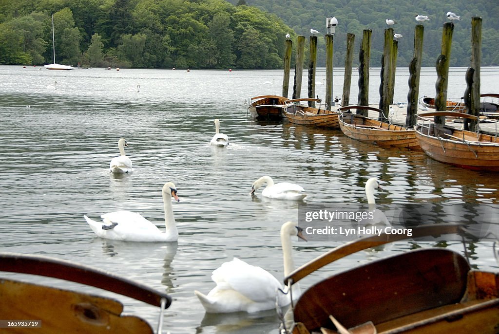 Swans and rowing boats on Lake Windermere, UK