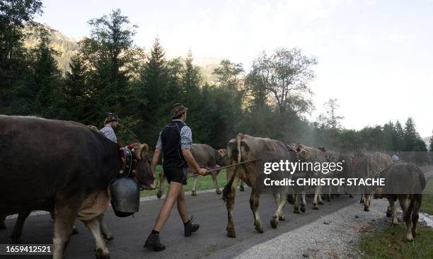 Farmers drive cattle during the so-called Viehscheid cattle drive on September 11, 2023 near the village of Bad Hindelang, southern Germany. During...