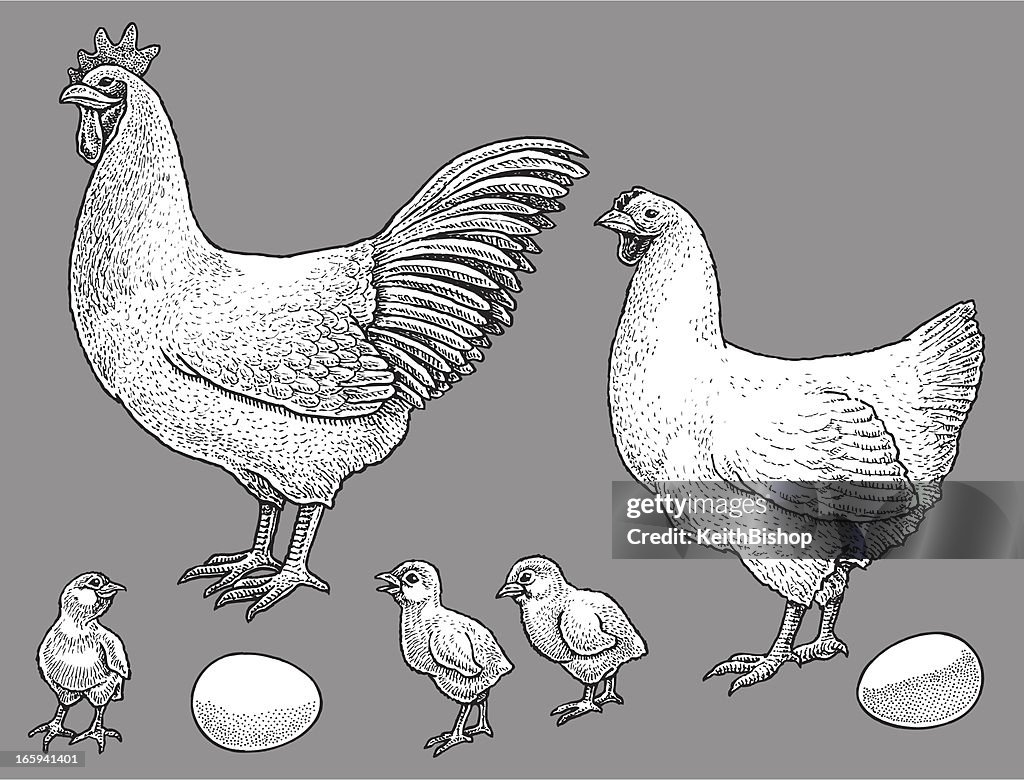 Rooster and Chicken, Chicks, Egg - Poultry