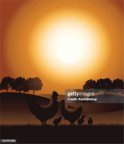 chickens on the farm - rooster, hen and chicks background - rooster sunrise stock illustrations