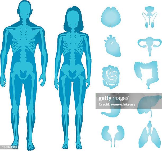 menschliche anatomie - männliche figur stock-grafiken, -clipart, -cartoons und -symbole