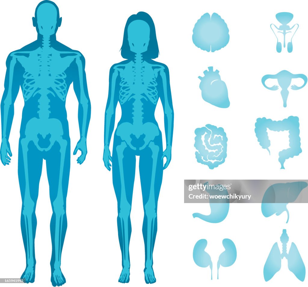 Anatomía humana vector