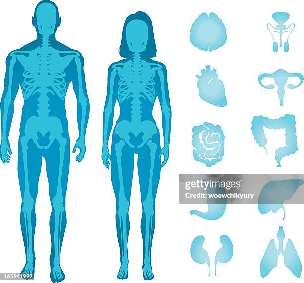 stockillustraties, clipart, cartoons en iconen met human anatomy vector - human body