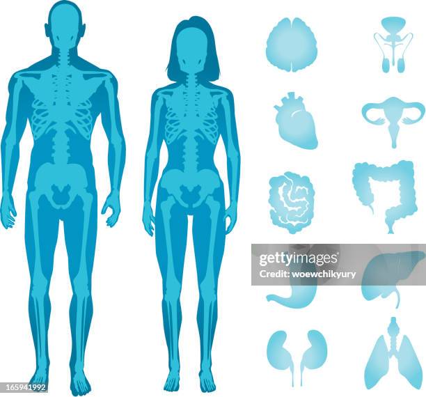 human anatomy vector - human skeleton silhouette stock illustrations
