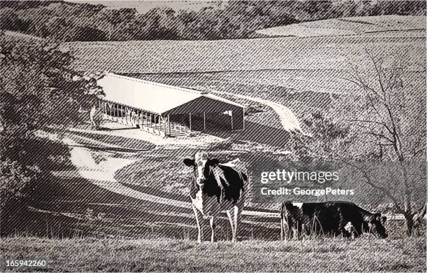 cows in a valley farm - holstein friesian cattle stock illustrations