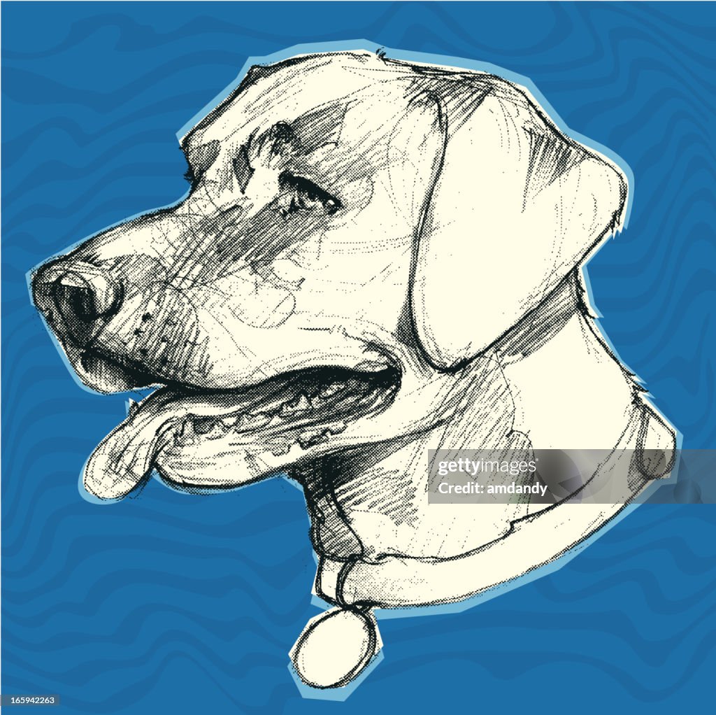 Labrador retriever water background