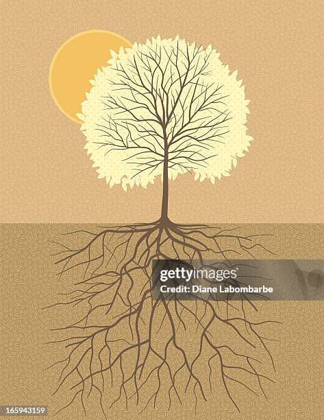 stockillustraties, clipart, cartoons en iconen met fall tree with root illustration show strong roots - diep