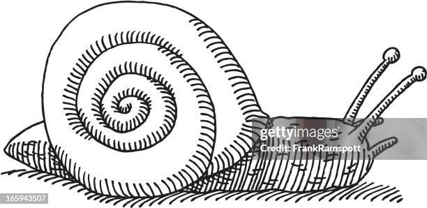 Snail Line Draw Snail Line Drawing Photos and Premium High Res Pictures - Getty Images