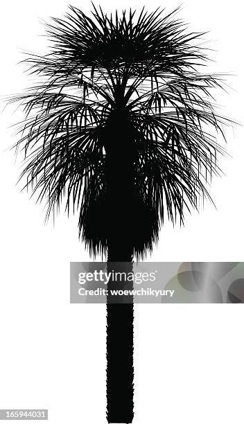 palma vector silhouette - palmetto tree stock illustrations