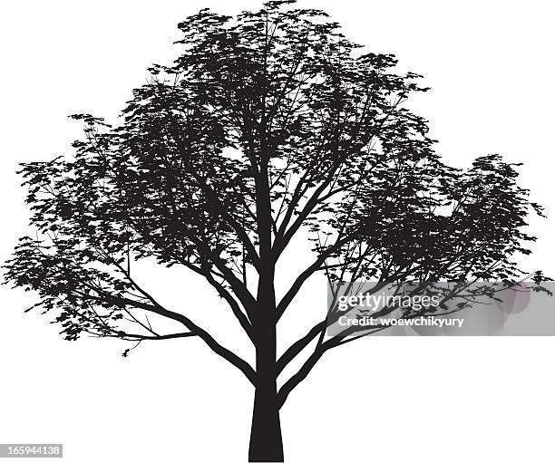 Tree Vector High-Res Vector Graphic - Getty Images