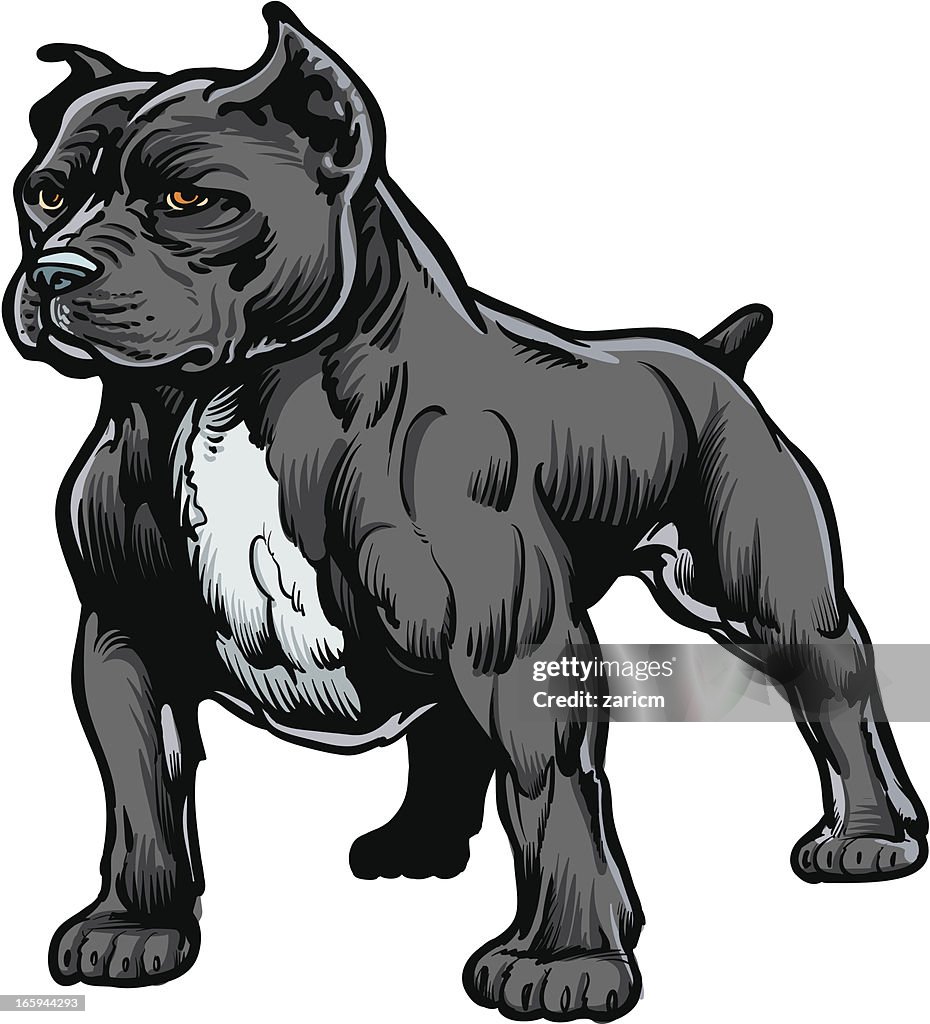 Pitbull