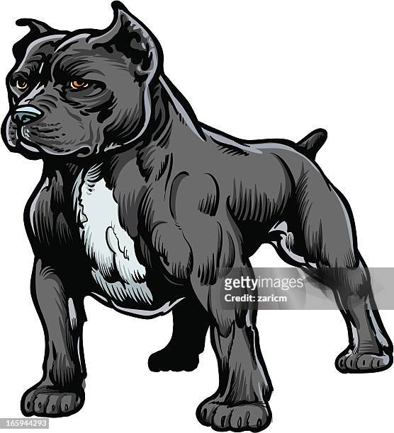 ilustrações, clipart, desenhos animados e ícones de pitbull - pit bull terrier