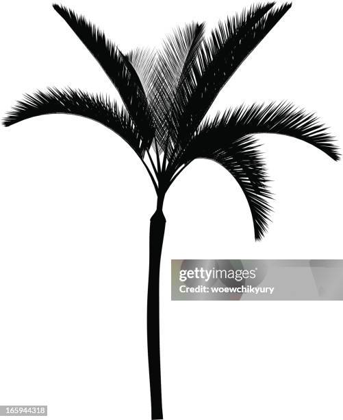 palma vector - palmetto tree stock illustrations