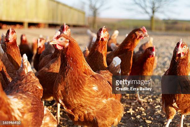 free-range chickens on a farm in cornwall, uk. - free range chicken stock-fotos und bilder