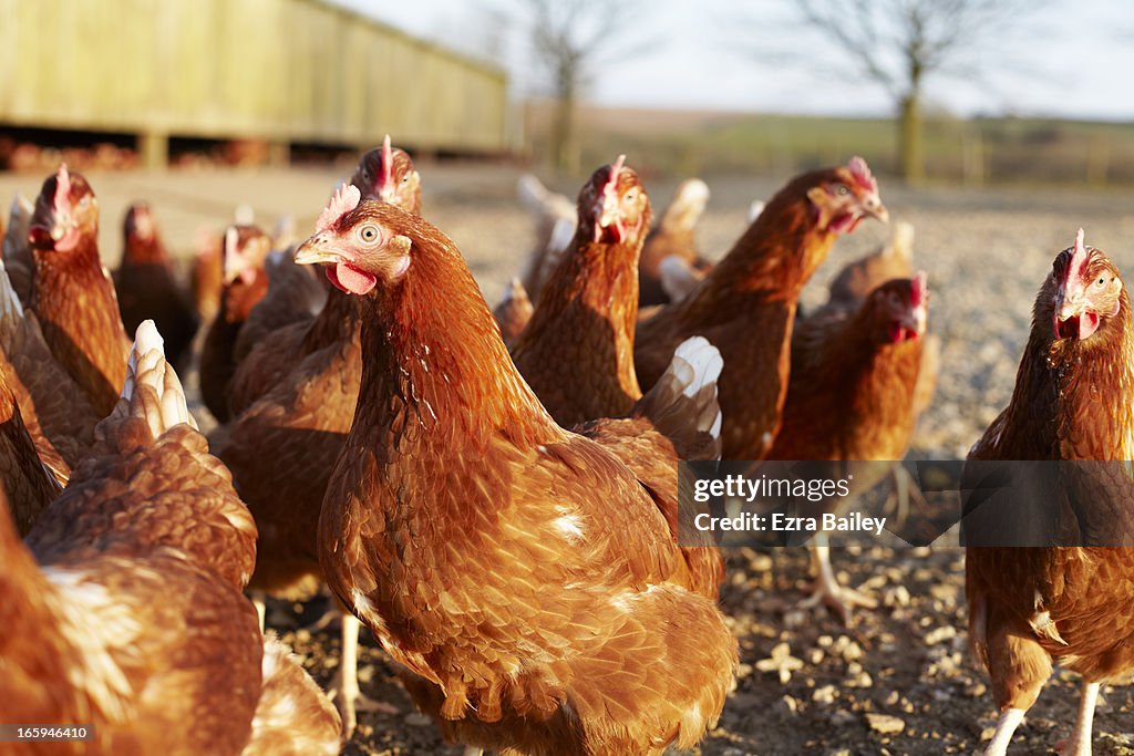 Free-range chickens on a farm in Cornwall, UK.