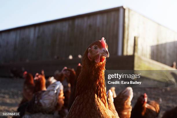 free-range chicken on a farm on cornwall, uk. - middelgrote groep dieren stockfoto's en -beelden