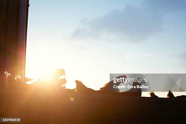 free-range chickens at sunrise. - chicken coop stock-fotos und bilder