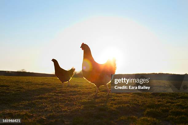 two free-range chickens at sunrise. - fjäderfä bildbanksfoton och bilder