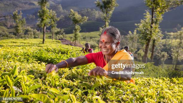 tamil pickers collecting tea leaves on plantation, southern india - india tea plantation stock pictures, royalty-free photos & images