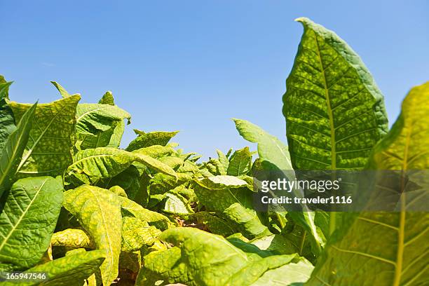 piantagione di tabacco - tobacco product foto e immagini stock