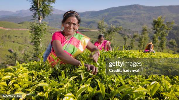 tamil pickers collecting tea leaves on plantation, southern india - india tea plantation stock pictures, royalty-free photos & images