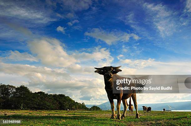 the buffalo facing to camera - wild cattle stock-fotos und bilder