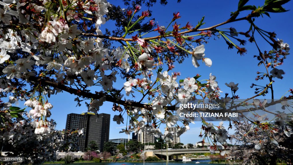 ITALY-SPRING-SAKURA