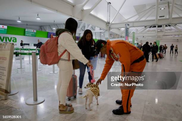 Héctor Méndez, better known as El Chino, head and founder of the Azteca Topos International Rescue Brigade, pets a dog inside the Mexico City...