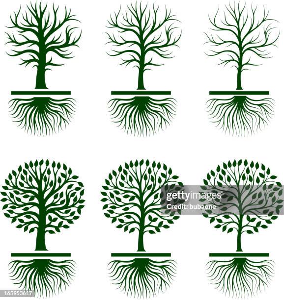 baum wächst mit blätter lizenzfreie vektor icon-set - olive tree stock-grafiken, -clipart, -cartoons und -symbole