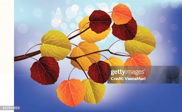 aspen leaves - beech tree branch stock illustrations
