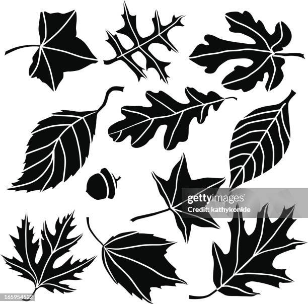 ilustraciones, imágenes clip art, dibujos animados e iconos de stock de hojas otoñales - oak leaf