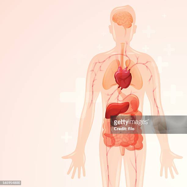 body health - abdomen diagram stock illustrations