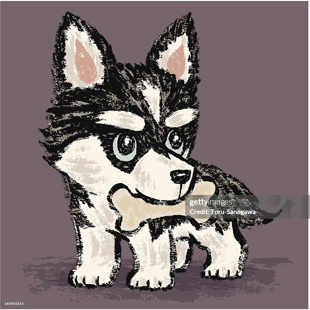 Siberian Husky and bone