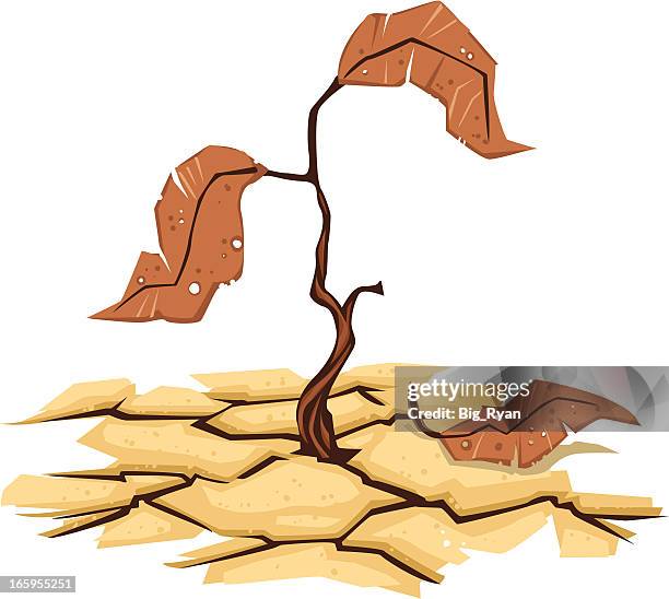 drought - wilted plant stock illustrations