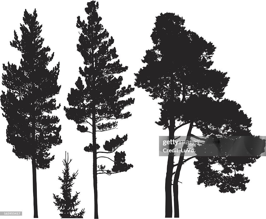 Conifer Tree Vector Conifer Trees High-Res Vector Graphic - Getty Images